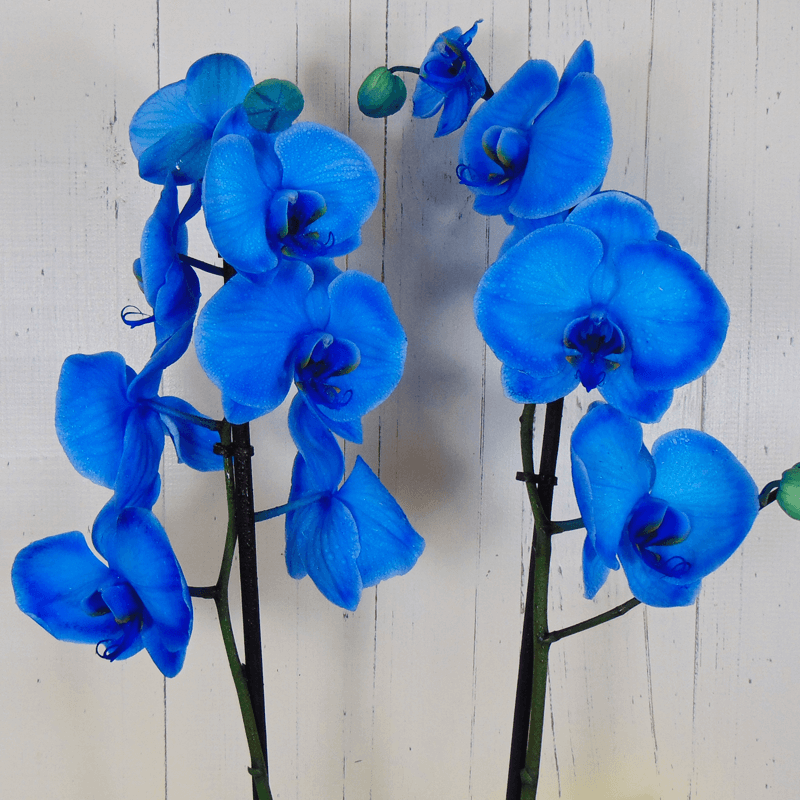 ecuación creer Por ley Orquídea azul - FloresNuevas.com