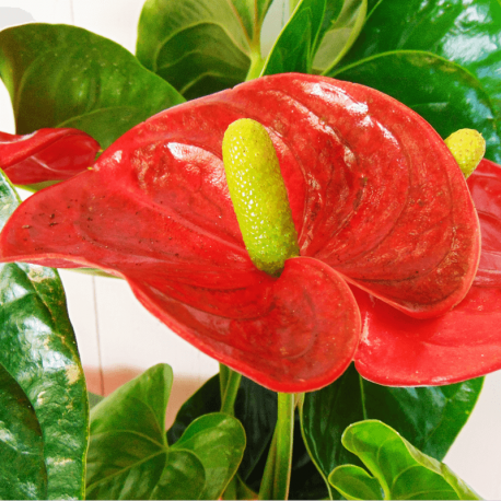 Planta anthurium rojo