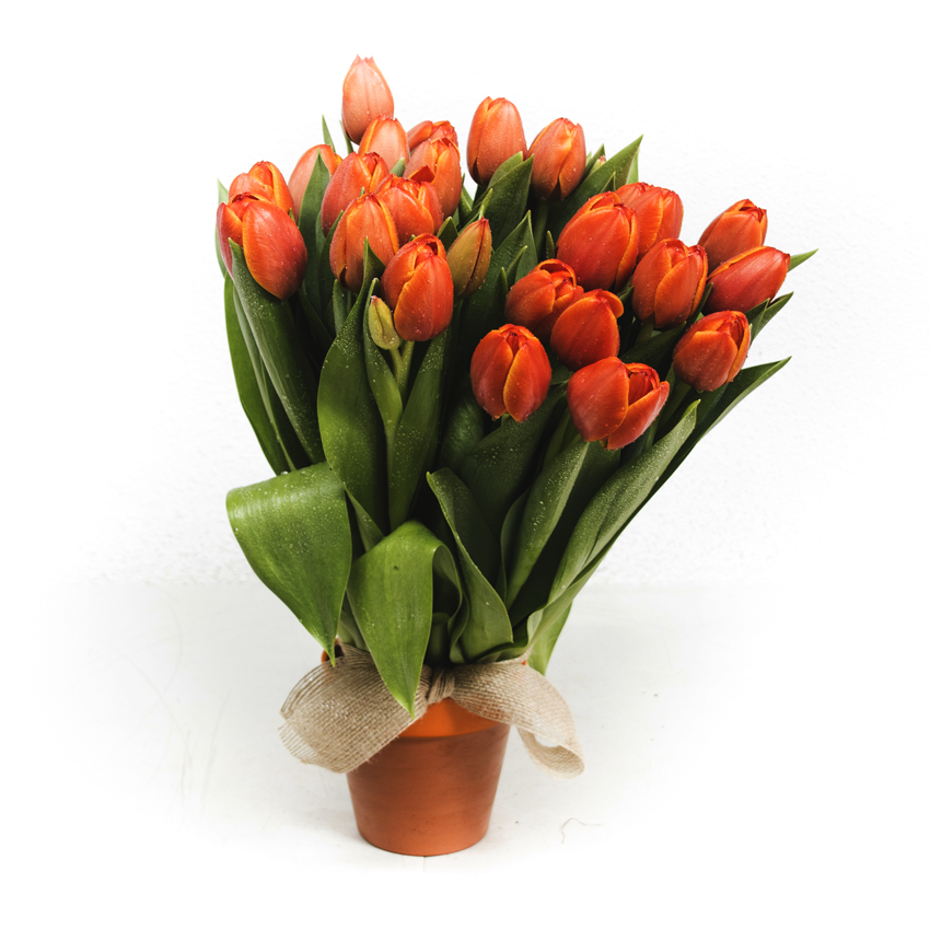 Ramillete de tulipanes